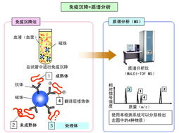 應用島津質譜技術開發生物標志物，推動生物技術新突破